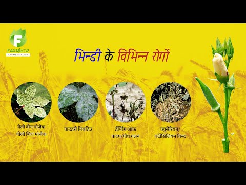 भिन्डी के विभिन्न रोग,  Okra Disease FARMISTO सर्वप्रथम किसान FYT 004