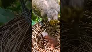 mother bird protects baby bird #birds
