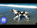 Great Dane on the beach VR 180