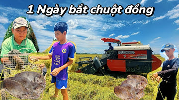 Bắt Chuột Đồng Không dễ.Đi Đồng Bắt Chuột Cùng Anh Em Miền Tây – Thành Quả Bất Ngờ | Việt An Giang 