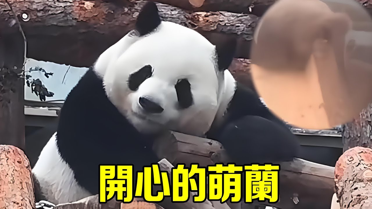 萌蘭的院子終於改造了！看到萌蘭開心的標記大滑梯，還和最愛的紀奶爸隔空互動，無數貓粉懸著的心終於放下了！