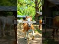 The World’s Smallest Horse - Einstein