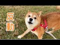 回復した福ちゃんが見せた嬉しいけど困る一面