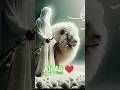 हज़रत अली का सबसे बेहतरीन डायलॉग ✨ #shorts#HazratAli #IslamicShorts #shortsfeed