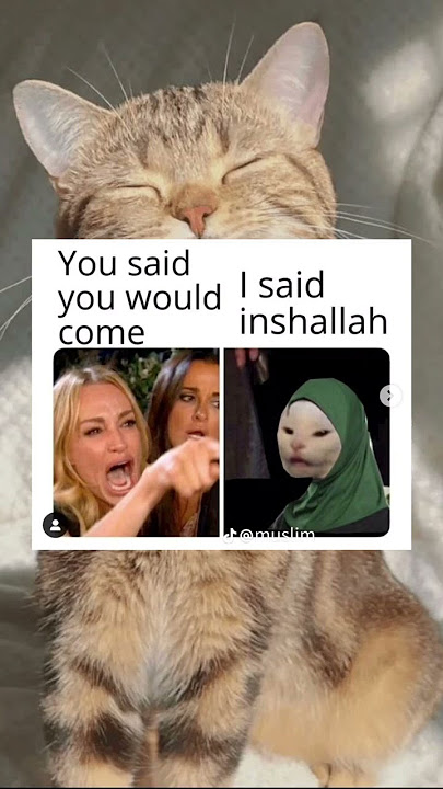 muslim memes || halal jokes