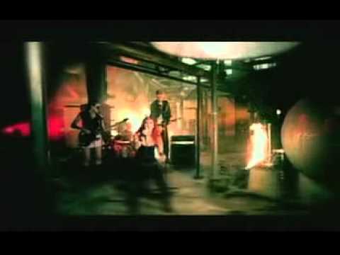 full-blown-rose---somebody-help-me