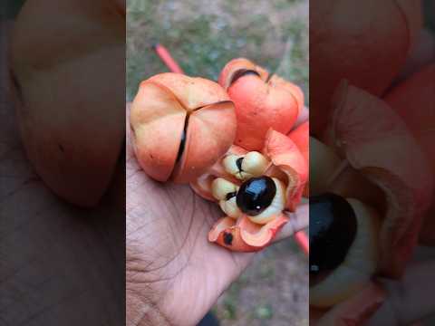 My first ackee harvest on Backyard Farm-Jamaica national fruit