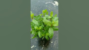 How to Grow Guava Tree From Fresh seeds #shorts