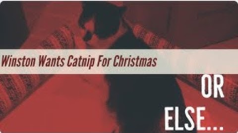 Winston Sings For Catnip | The Winston Show Episode 0