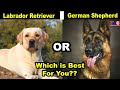 Labrador Retriever or German Shepherd, Which One is Best For You as Pet : TUC