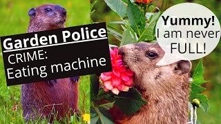 Groundhog eating my flowers
