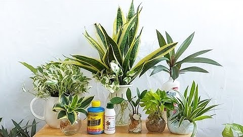 TOP 3 BƯỚC QUAN TRỌNG CHĂM SÓC, BÓN PHÂN CHO CHẬU CÂY THỦY SINH GIÚP CÂY LUÔN XANH TỐT KHÔNG LỤI TÀN