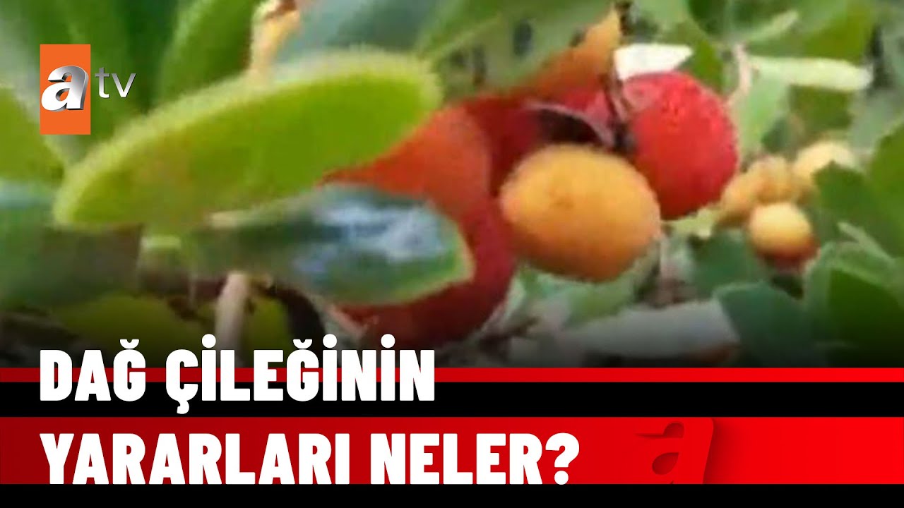 Şimdi dağ çileği zamanı - atv Haber 10 Aralık 2021