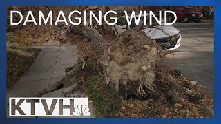 How strong does wind need to be to knock down trees?