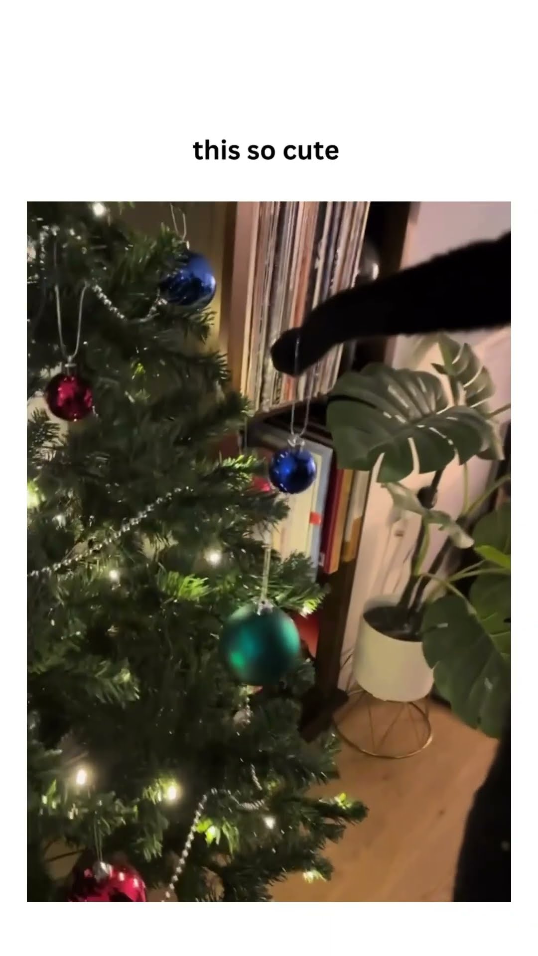 Kittyo like hey you guys let’s just enjoy the holidays
