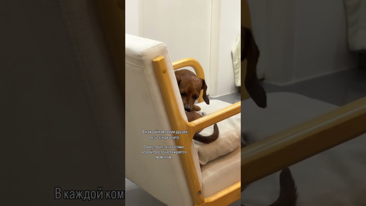 Два типа собак: Интеллектуал и Чесалка