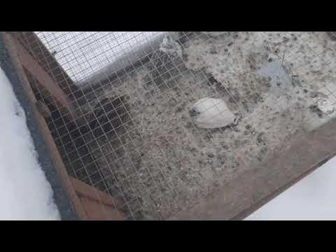 Do Coturnix Quail Need Nest Boxes? - YouTube