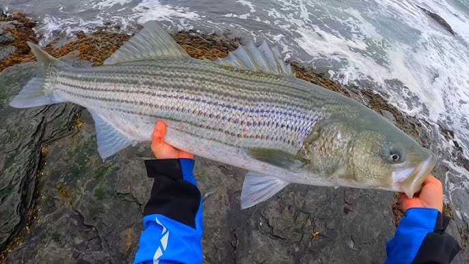 How-To Clinic: Tips Shore Fishing Jetties for Striped Bass 