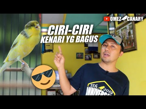 Video: Bagaimana Memilih Kenari?