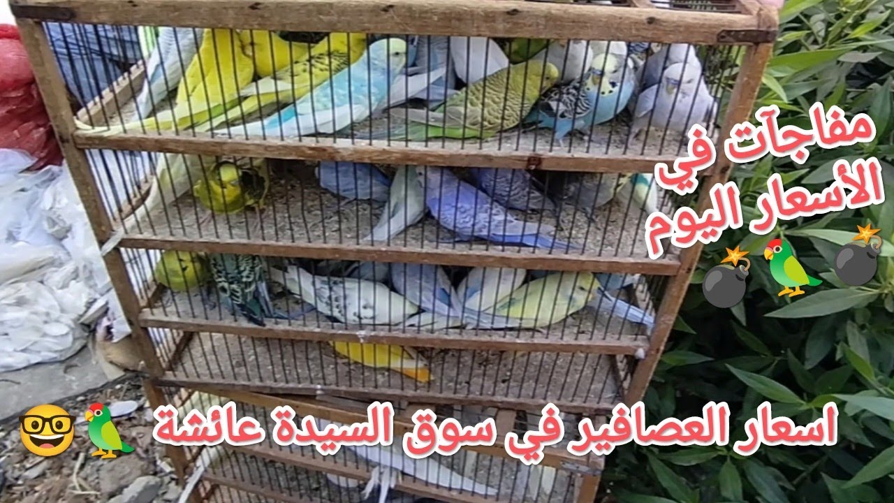 اسعار العصافير في سوق الجمعة بالسيدة عائشة واخبار لم العصافير💣ارتفاع اسعار لبعض أنواع العصافيراليوم 