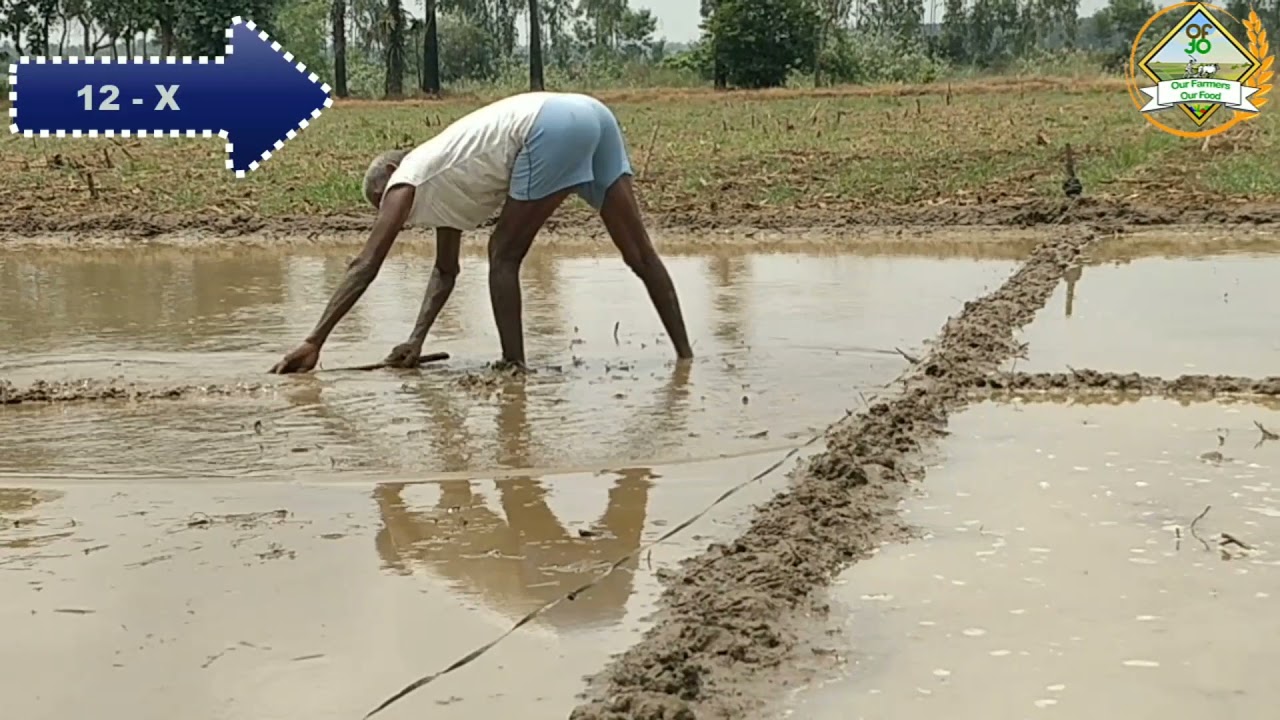 Bed preparation and seed sawing for paddy | వరి నారుమడి తయారి మరియు విత్తనం చల్లు పద్ధతి.