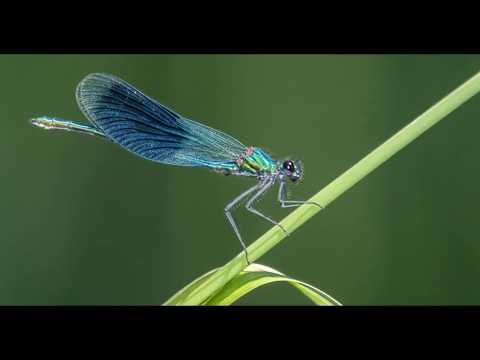 Banded Demoiselles in flight