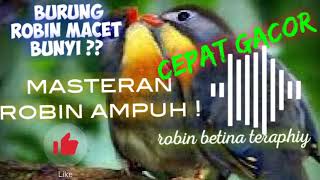 masteran robin betina gacor bersawutan, ampuh untuk burung robin macet bunyi, #burungrobin