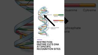 Restriction Enzymes| Molecular Scissors shorts neet aiims biotechnology biology medical