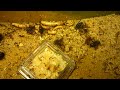 P. diversus and flies on the battlefield