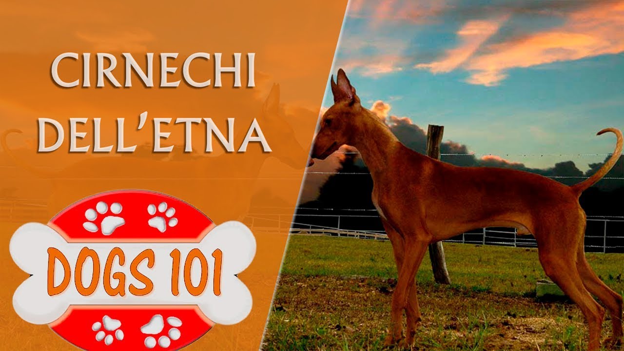 Dogs 101 - CIRNECHI DELL'ETNA - Top Dog Facts About the Cirnechi Dell'Etna
