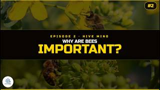 #2 Why Are Bees Important? Without Them, We Lose 1/3 of Our Food