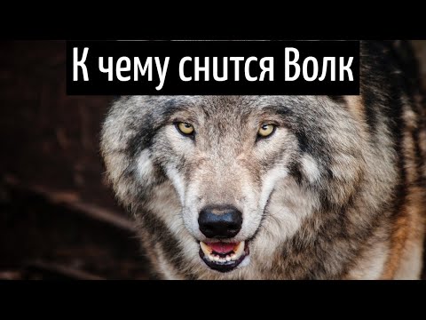 К чему снится ВОЛК или видеть во сне ВОЛКА | Толкование снов | Сонник Sk1.online