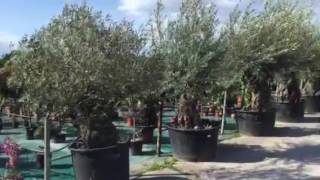 Piante di Aceri Giapponesi presso Garden Europa a Jesi in provincia di Ancona