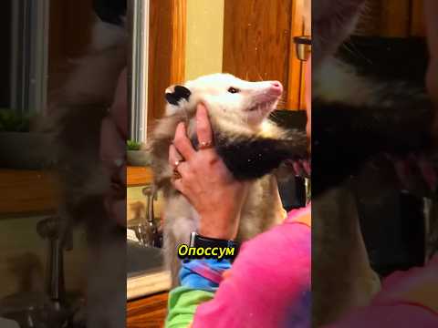 Актёр с синдромом «я устал - я ухожу» | ОПОССУМ 🐾 #опоссум #животные #природа #дикаяприрода