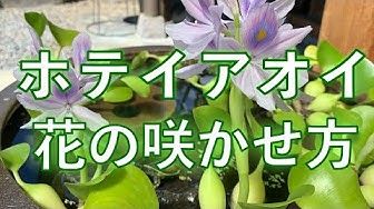 ホテイアオイ Youtube