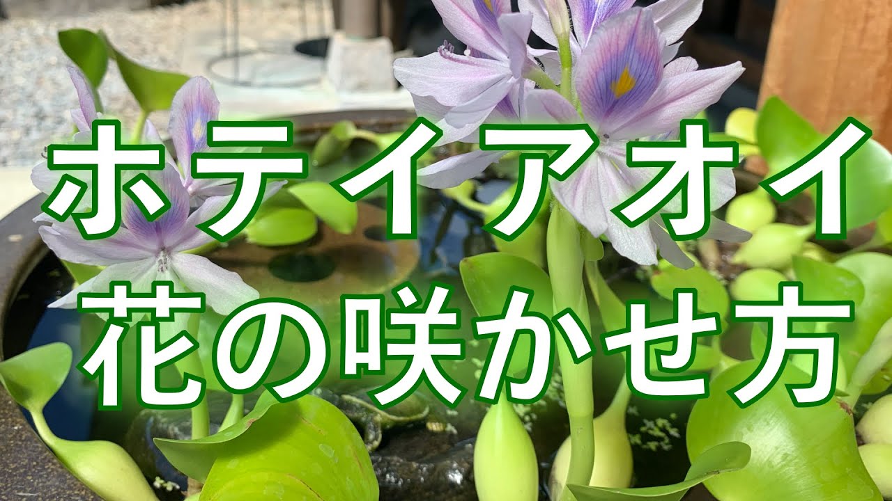 ホテイアオイ 育て方 花を咲かせる方法ポイント２つだけ 花が咲かない方へ Youtube