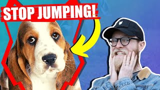 Stop Your BASSET HOUND Jumping Up