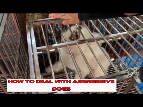 how-to-deal-with-aggressive-dogs