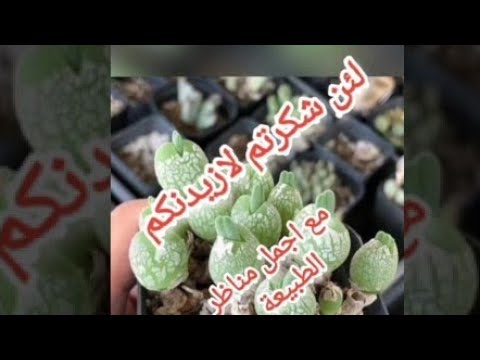 لئن شكرتم لازيدنكم