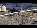 Breeding $20,000 tri color pit bulls (Hulk son)