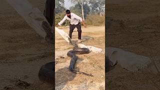 #burmese #python