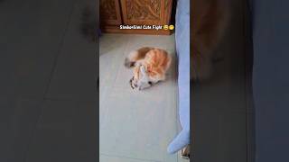 Simba Simi Cute Fight 😂❤️#cat #trending #viral #shorts #cutecat#kitten#explore#foryou#youtubeshorts