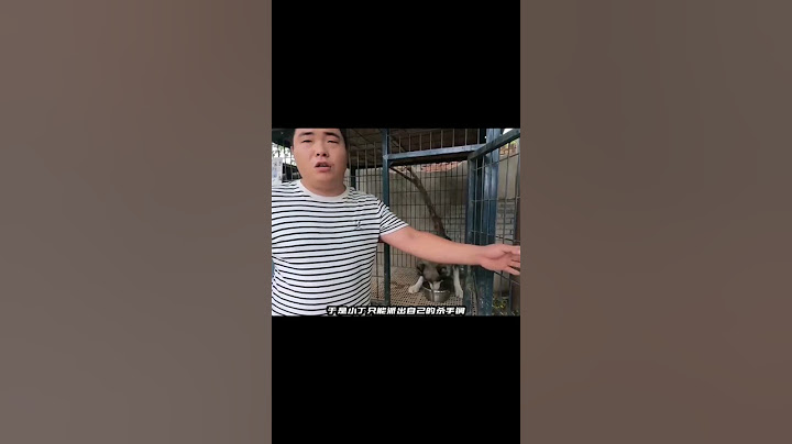 咱就是說有仗人勢的，咱見多了，這人仗狗勢的還是第一次見。#搞笑 #狗狗 #汪星人  #離譜 #動物的迷惑行為