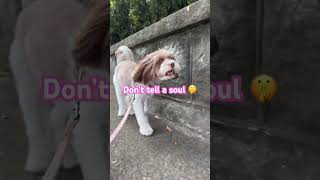 Do you think I’m cute? #puppy #dog #dogs #cute #viral #shorts