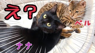 ベル!?ナナちゃんと寝てるの!?仲良しなの!?