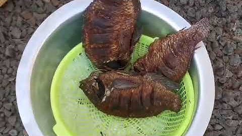 Het beste recept voor verse tilapiavisfry!!!🇰🇪