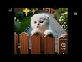 Please Strawberry Cat Tiếng Indonesia
