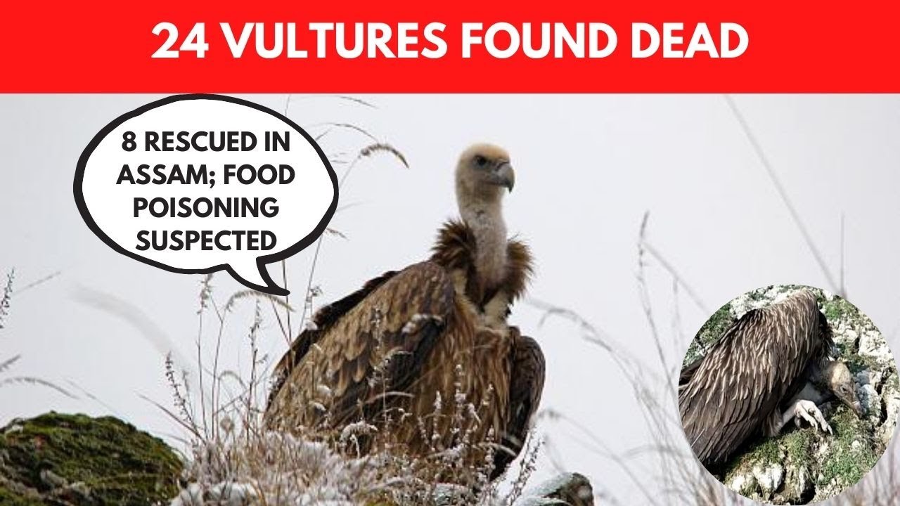 24 vultures found dead, 8 rescued is Assam; food poisoning suspected