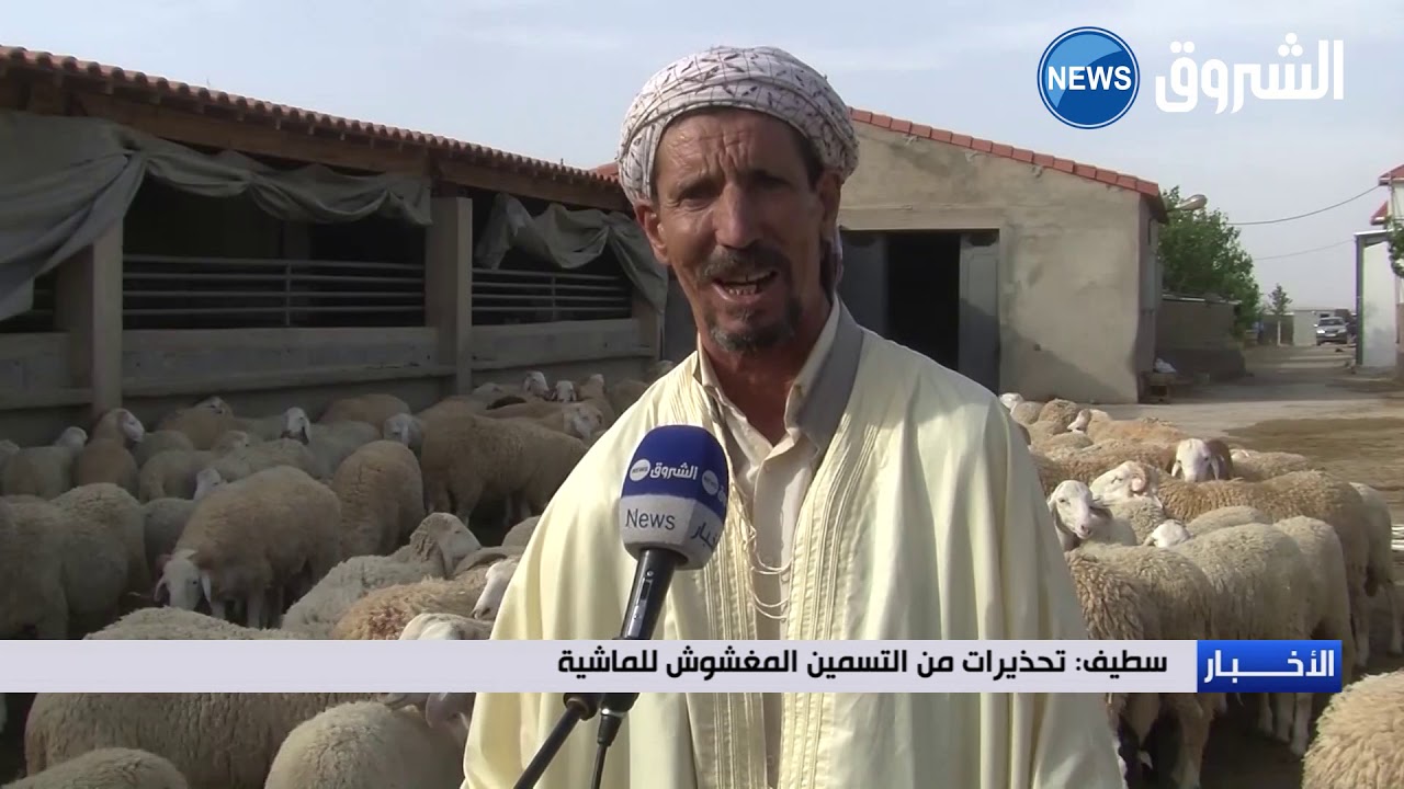 #سطيف | تحذيرات من التسمين المغشوش للماشية