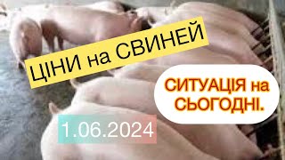 ЩОКУЮТЬ⛔️ЦІНИ на СВИНЕЙ